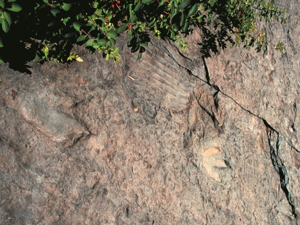 dinosaur footprints